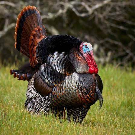 Farm Turkey
